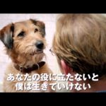 映画「ミラクル・ニール!」を観た!